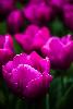 02_ ... la F�te des tulipes ...