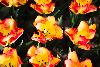 3_ ... la F�te des tulipes ...