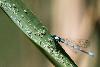 5_Cet Agrion jouvencelle m�le (Coenagrion puella) ne semble gu�re int�ress� par cette profusion de larves ...