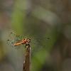 7_Symp�trum stri� (Sympetrum striolatum)
