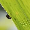 6_ ... � l'inverse de cette Coccinelle de la famille des Chilocorinae