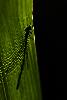 05_Ici un Agrion �l�gant en transparence (Ischnura elegans) ...