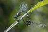 08_... accouplement d'Agrions jouvencelles ou coeur copulatoire (Coenagrion puella)