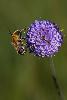 01_A Praz-Rodez, une Abeille (Anthophora plumipes) ...
