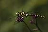 03_ ... un Cordul�gastre bident� (Cordulegaster bidentalus) ...
