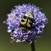 04_ ... une Trichie fasci�e (Trichius fasciatus) ...