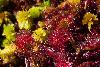 05_ ... et les �tincelantes plantes carnivores, les Rossolis (Drosera).