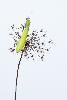 06_Stage photo macro : une d�clinaison de la Mante religieuse ... 