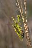 07_ ... (Mantis religiosa) ...