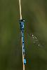 02_ ... un Agrion porte-coupe (Enallagma cyathigerum) ...