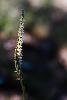 17_ ... et Spiranthe d'automne, la derni�re orchid�e � fleurir.