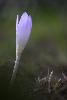 04_Merveilles de saison : le Colchique d'automne (Colchicum autumnale) ...