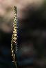 05_ ... et la Spiranthe d'automne (Spiranthes spiralis) ...