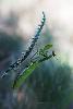 06_ ... avec une Mante religieuse (forme verte) � l'aff�t ... 