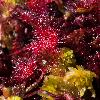 02_A Praz-Rodez, des Rossolis ou Drosera ...