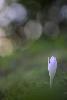 16_C'est l'automne ... Colchique dans les pr�s ...