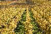 07_... les vignes ...