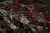 22_Merveille de la nature, un sorbier recouvert de lichens ...