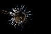 6_M�me dess�ch�e, la Carline acaule continue � attirer le regard ...