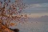 1_Arbre par� d'or ...