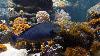 ... diversit� de la vie en eau douce