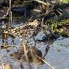 ... une B�cassine des marais ...