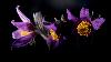 2_ ... les An�mones pulsatilles ...