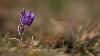 3_ ... sont en fleurs ...