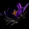 4_ ... r�v�lant toute leur d�licatesse.