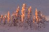... sur les arbres-cand�labres (tykky en finnois).