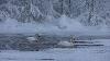 ... o� voir des Cygnes chanteurs en hiver ...