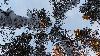 Seules les cimes des arbres ...