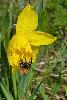 ... � Kuhmo, le printemps au jardin ....