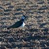 ... Vanneau hupp� ...