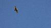 ... un Hibou des marais ...