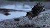 ... des Combattants vari�s ...