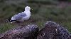 ... Go�land cendr� adulte nuptial ...