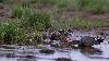 ... et le couple de Canards Chipeaux trompent notre attente !