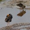 ... les m�les de Combattants vari�s ...