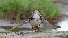 ... queue relev�e ... ailes �cart�es ...