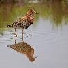 Ce Combattant vari� arbore un plumage �blouissant