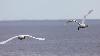 ... un Cygne tubercul� poursuit un Cygne chanteur ...
