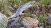 ... probl�me de territoire.