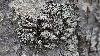 ... et lichens ornent les arbres
