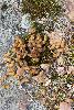 ... on ne verra que des crottes de Grand T�tras