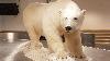 ... a�roport de Longyearbyen ... un h�te embl�matique ...