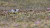 ... un Bruant des neiges appel� d�sormais Plectrophane des neiges (sic) 