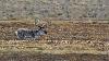 Les Rennes sauvages existent au Svalbard depuis des mill�naires ...