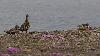 ... Eiders � duvet au milieu de coussins de sil�nes acaules ...