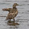 ... � l'image de l'Eider � duvet ...